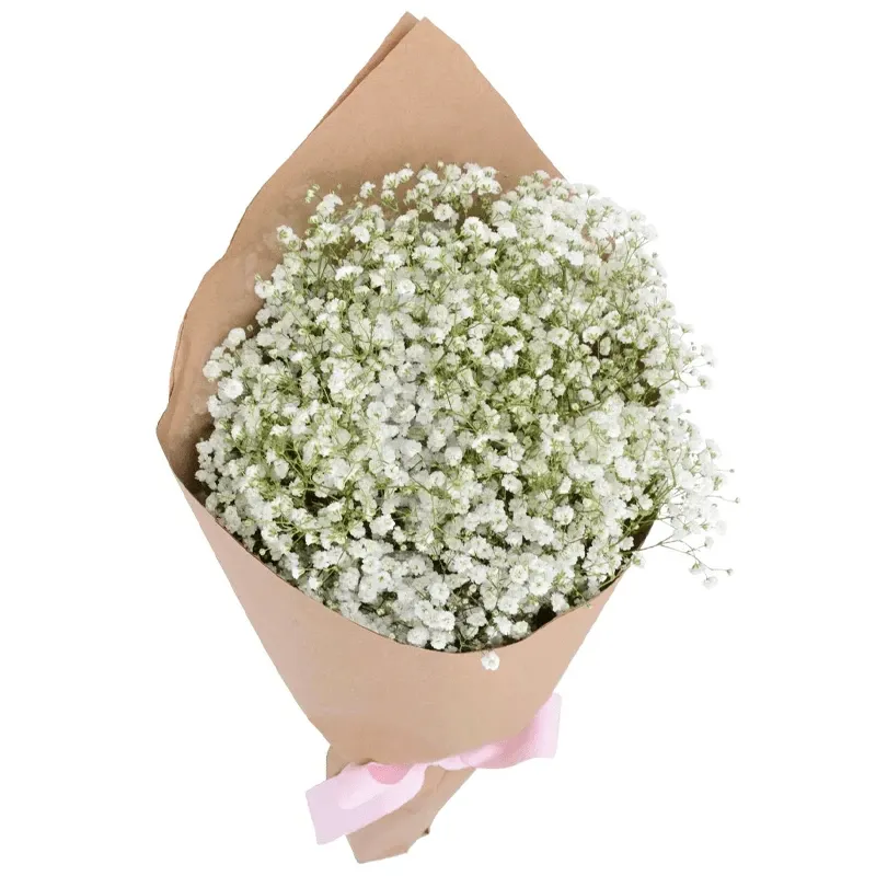 Гипсофилы белые